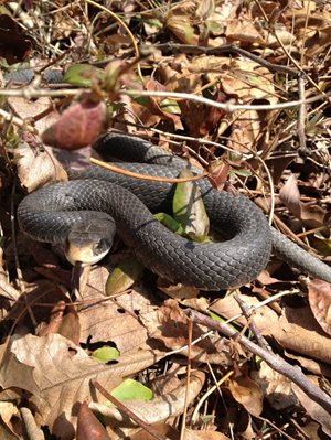 image of Snake in Yard